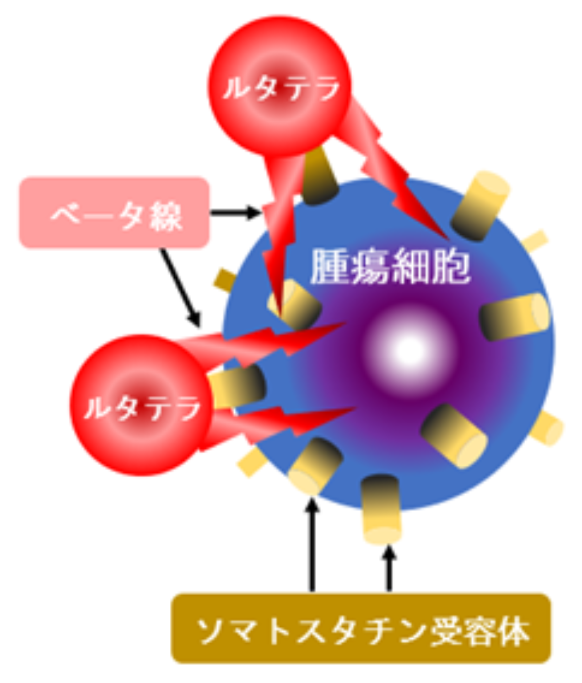 神経内分泌腫瘍に対するペプチド受容体放射性核種療法（PRRT